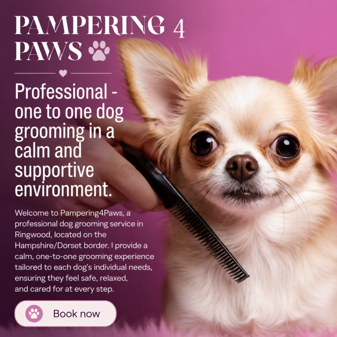 Chihuahua dog with a calm expression, promoting a grooming service for pets.